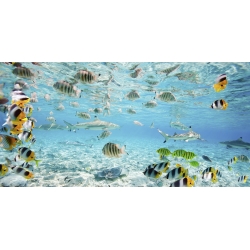 Cuadro animales, fotografía en canvas. Peces y tiburones, Bora Bora