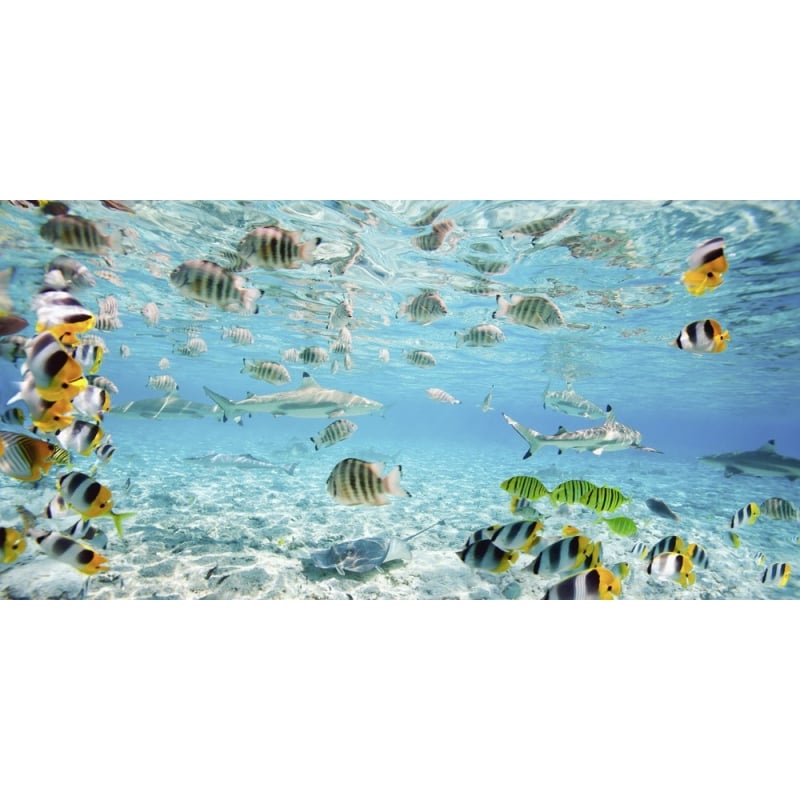 Wall art print and canvas. Pangea Images, Fish and sharks in Bora Bora lagoon