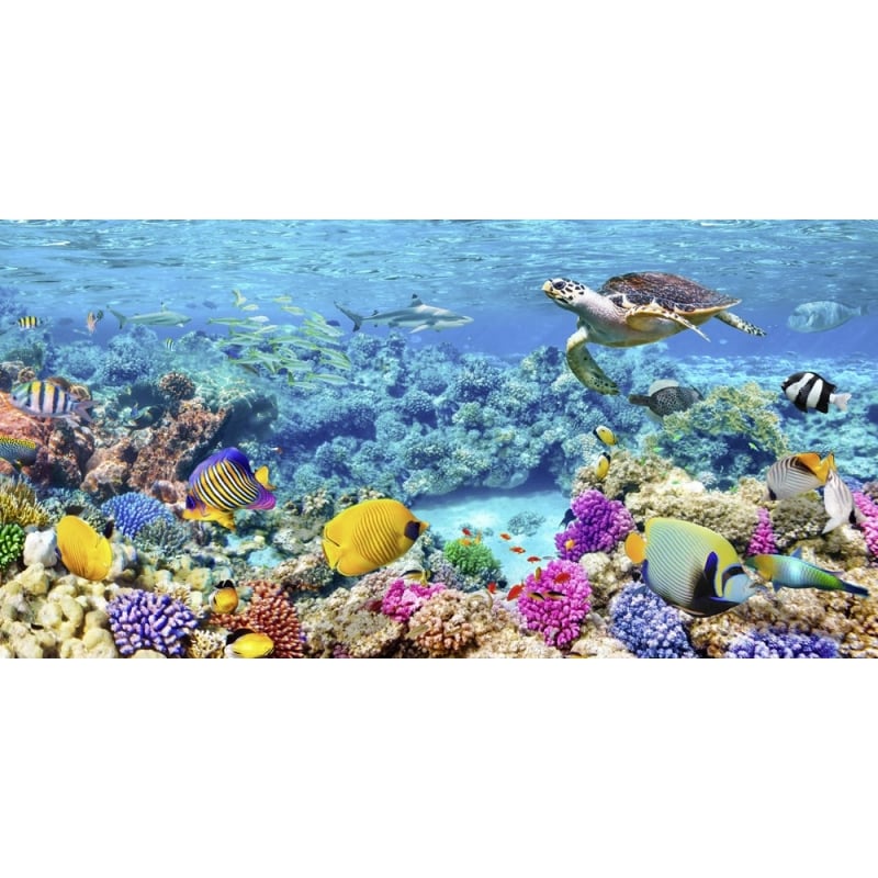 Tableau sur toile. Pangea Images, Tortues de mer et poissons, Maldives