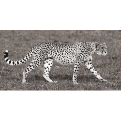 Wall art print and canvas. Pangea Images, Cheetah Hunting, Masai Mara