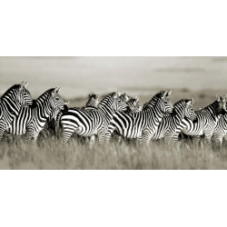 Wall art print and canvas. Krahmer, Grant's zebra, Masai Mara, Kenya
