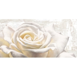 Cuadros de flores modernos en canvas. Jenny Thomlinson, White on White