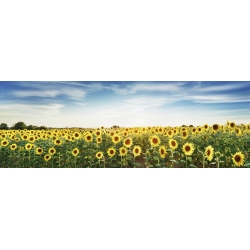 Wall art print and canvas. Krahmer, Sunflower field, Plateau Valensole, Provence, France