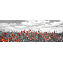 Wall art print and canvas. Krahmer, Poppies in corn field, Bavaria, Germany