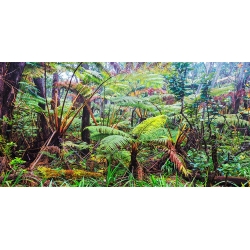 Tableau sur toile. Forêt de palmiers et de fougères, Hawaii (détail)