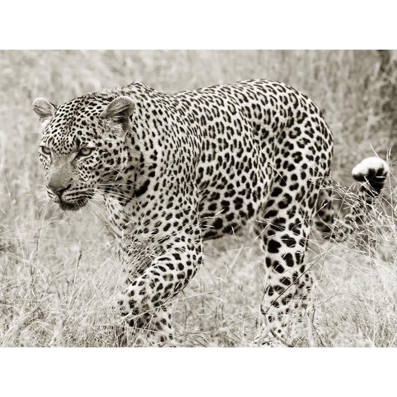 Wall art print and canvas. Leopard hunting