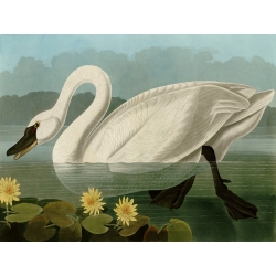 Cuadro de animales en canvas. Audubon, Common American Swan