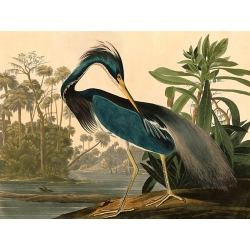 Cuadro de animales en canvas. Audubon, Louisiana Heron