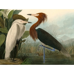 Tableau sur toile. John James Audubon, Héron rose (Purple Heron)