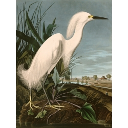 Cuadro de animales en canvas. Audubon, Snowy Heron (Garza Blanca)