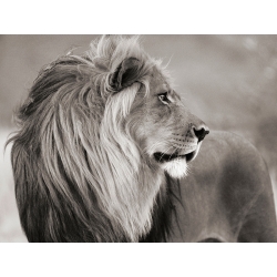 Tableau sur toile. Lion, Namibie (BW)