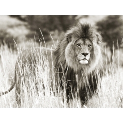 Wall art print and canvas. Male lion