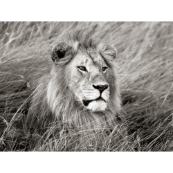 Quadro, stampa su tela. Frank Krahmer, Leone africano, Masai Mara, Kenya
