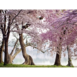 Quadro, stampa su tela. Ciliegi in fiore, Washington, USA