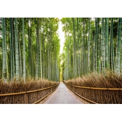 Cuadros naturaleza en canvas. Bosque de bambú, Kyoto, Japón