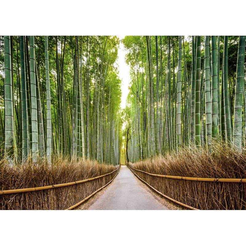 Cuadros Naturaleza En Canvas Bosque De Bambu Kyoto Japon