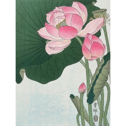 Tableau sur toile. Lotus en fleur