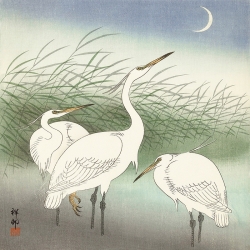 Tableau sur toile. Art japonais. Ohara Koson, Herons in water