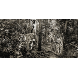 Tableau sur toile. Tigres du Bengale, detail, bw