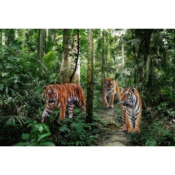 Tableau sur toile. Tigres du Bengale