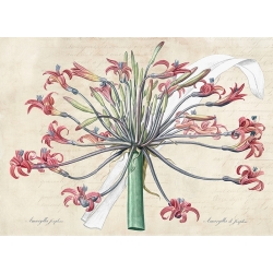 Quadro su tela, stampe di botaniche moderne. Josephine's lily