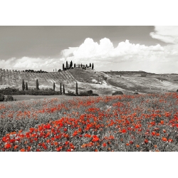Wall Art Print and Canvas. Farmhouse, Cypresses and Poppies (BW)