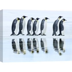 Wall art print and canvas. Krahmer, Emperor penguin group, Antarctica